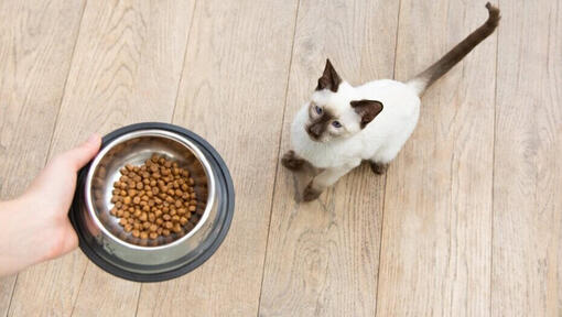 Kidney Problems in Cats Causes Treatments Purina